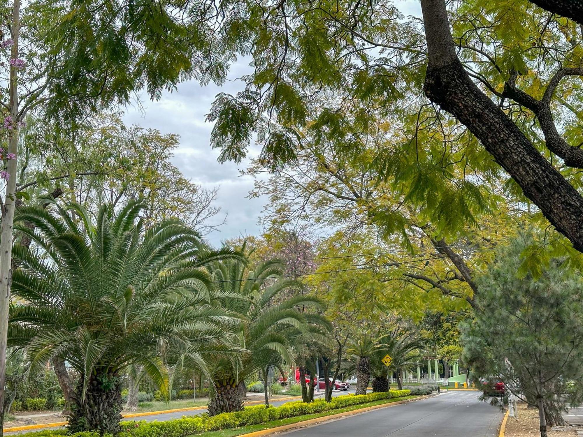 Sencillo Y Acogedor Estudio En Chapalita 02 Guadalajara Ngoại thất bức ảnh